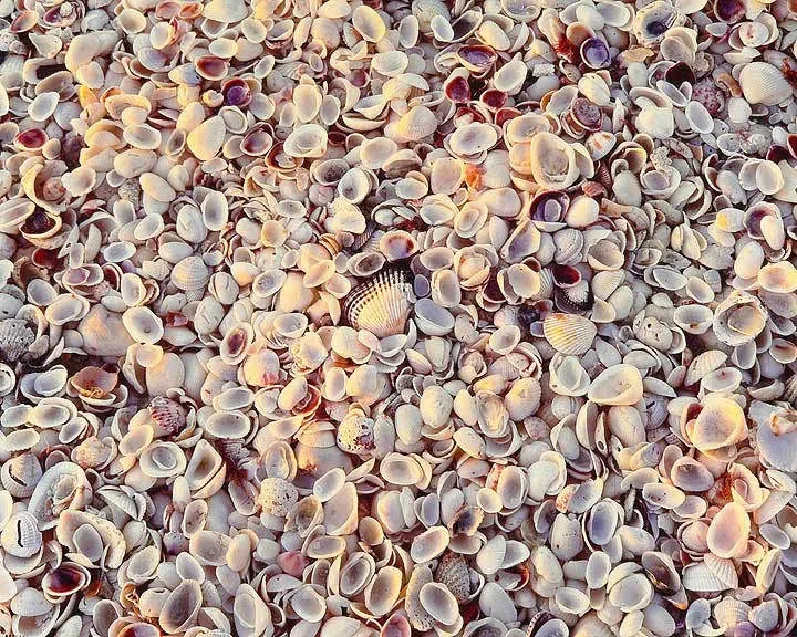 "Sanibel Shells"