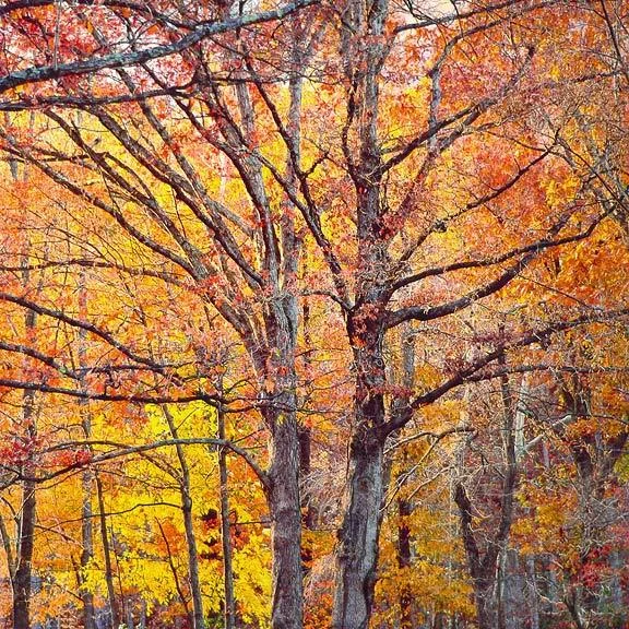 "Resplendent Oaks"