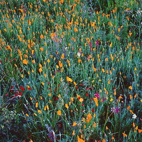 "Festive Spring Wildflowers"