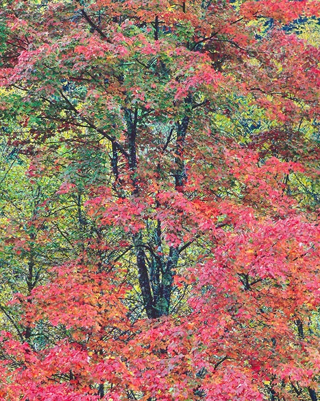 "Festive Maple"