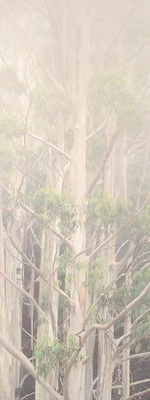 "Eucalyptus in Fog"