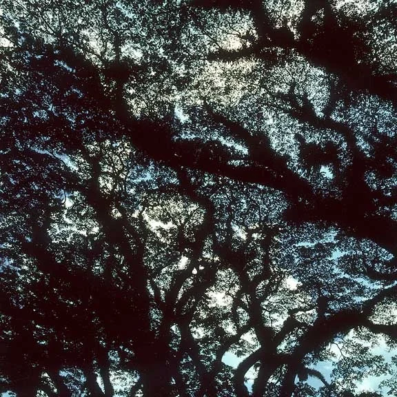 "Raintrees Light and Darkness #1"