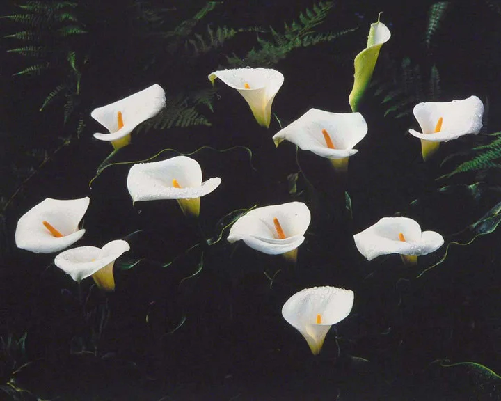 "Eleven Callas and Raindrops"