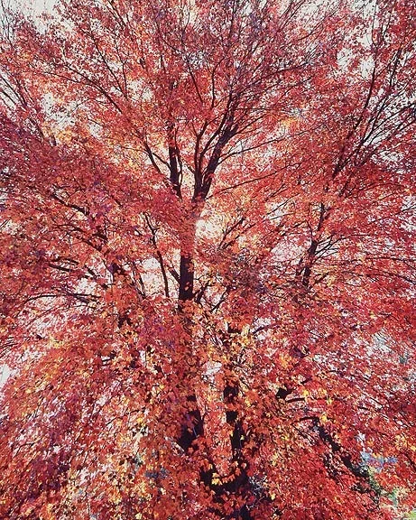 "Extravagant Maple"