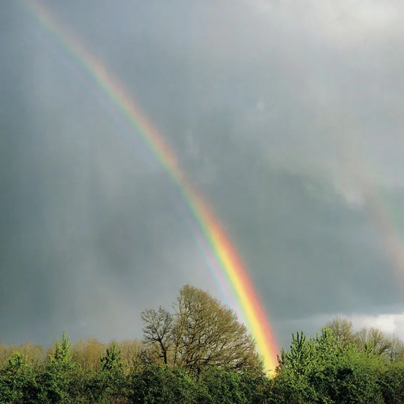 "Rainbow and Oak"