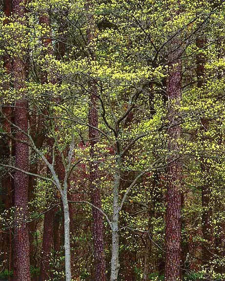 "Radiant Yellow Dogwood"