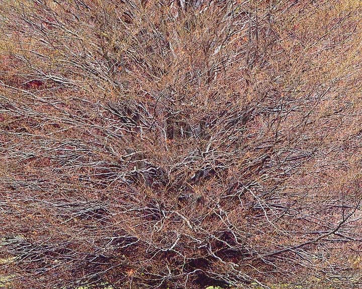 "Dynamic Beech Tree"