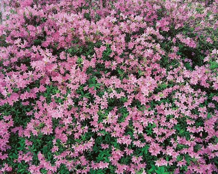 "Pink Azalea"