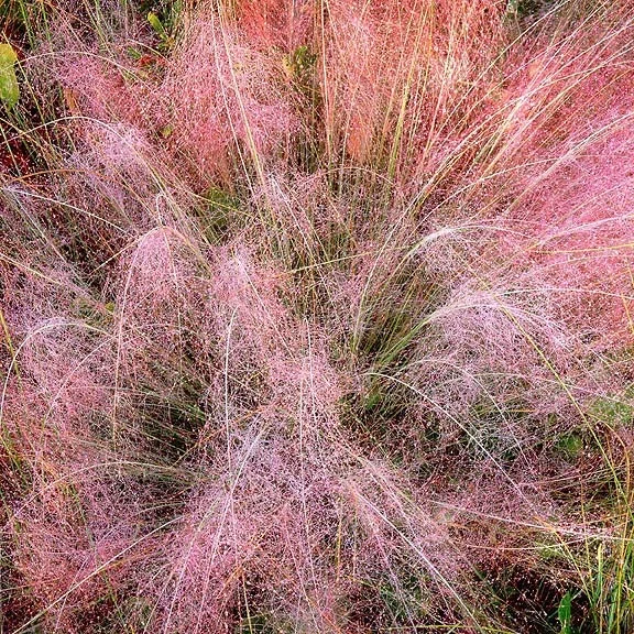 "Pink Grasses and Dewdrops"