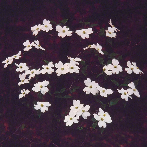 "Dogwood Wreath"