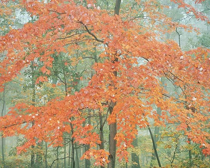"Pastel Orange Maple"