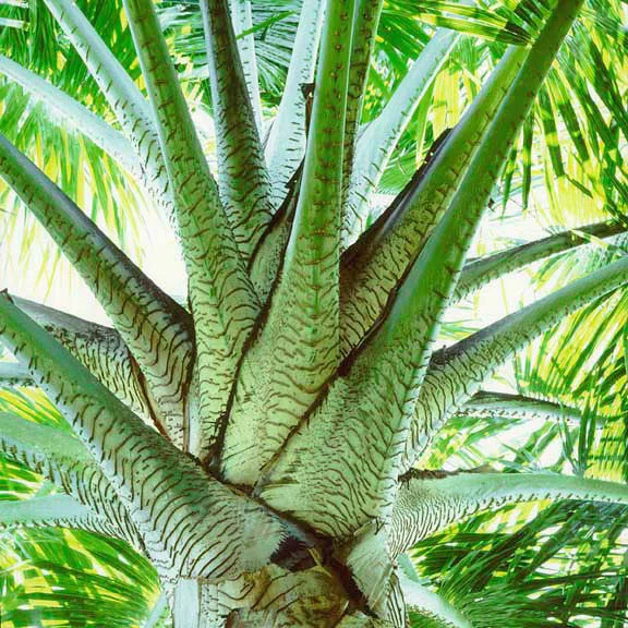 "Ivory Palm Crown"