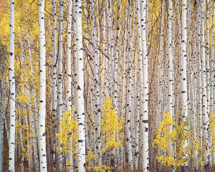 "Aspen Grove"
