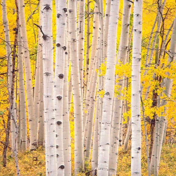 "Aspen Glow"