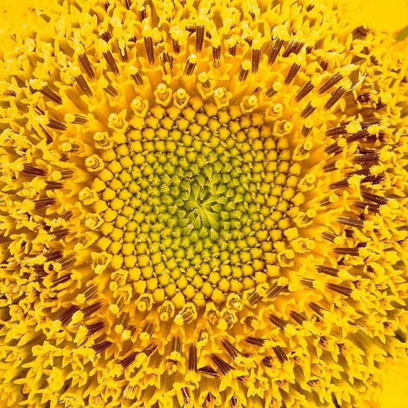 "Helios"