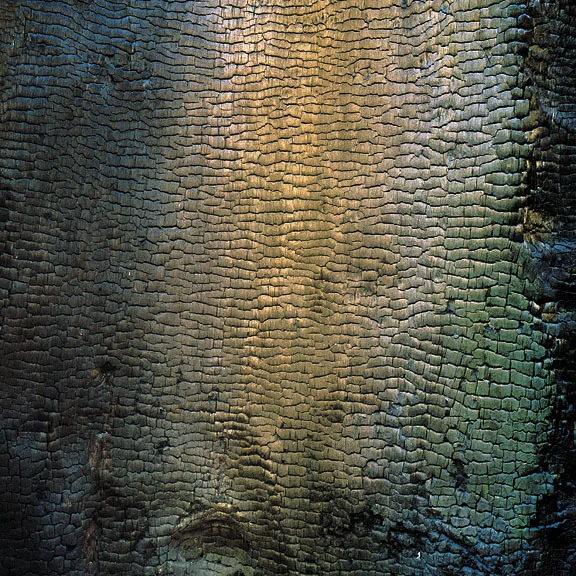 "Iridescent Charred Tree"