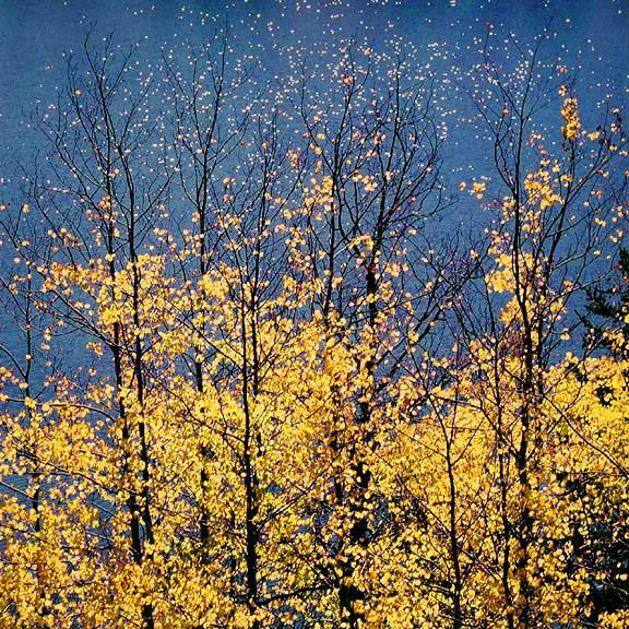 "Autumn Aspens & Blue Lake Stars"