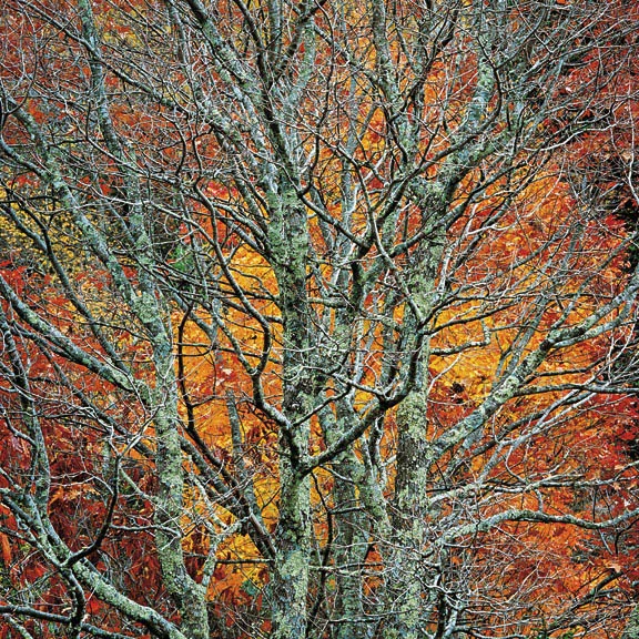"Green Oak and Golden Maple"