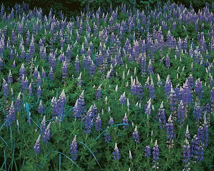 "Alaskan Lupine"