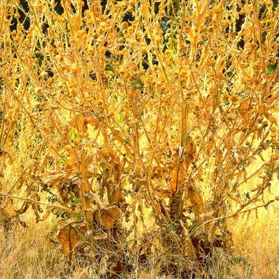 "Golden Thistles"