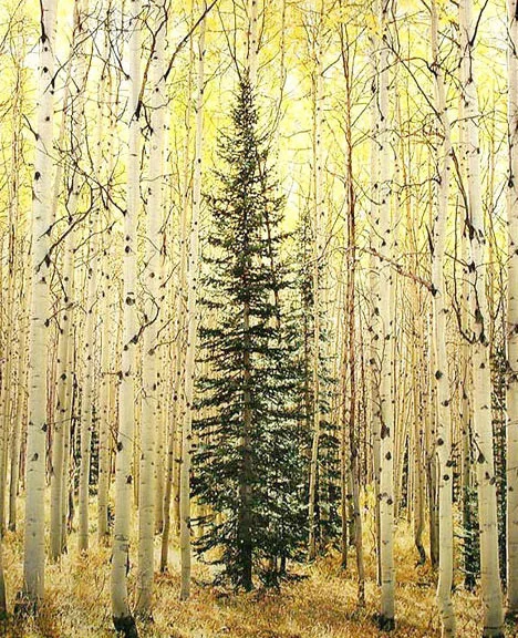 "Spruce and Bright Aspen Forest"