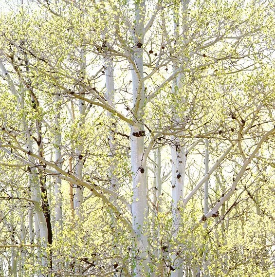 "Spring Aspens and Sunlight"
