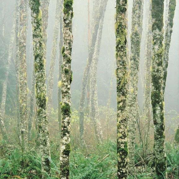 "Quiet Alders and Fog"