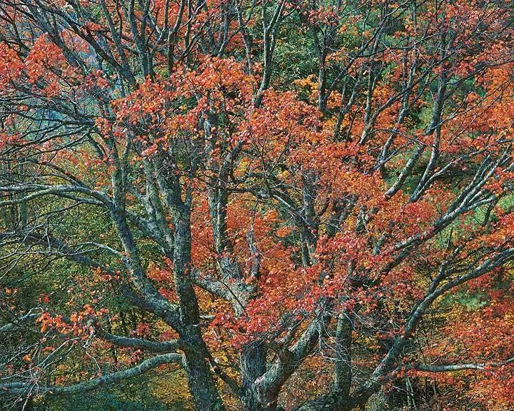 "Ancient Red Maple"