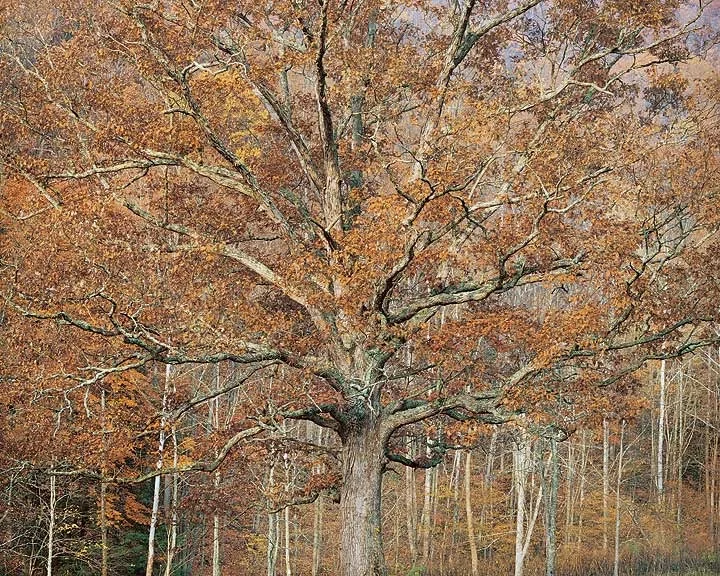 "Ancient Oak and Autumn Sunrise"