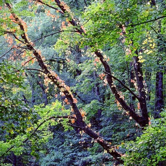 "Green Ash and Woodbine"