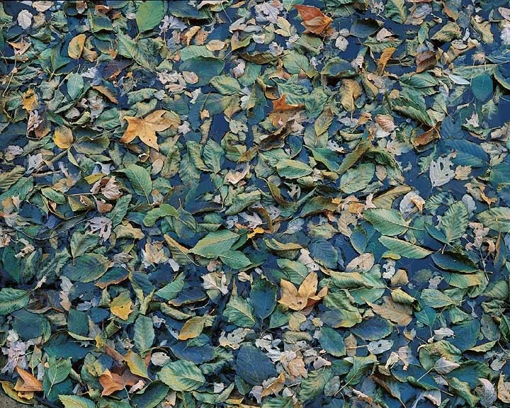 "Green and Gold Floating Leaves"