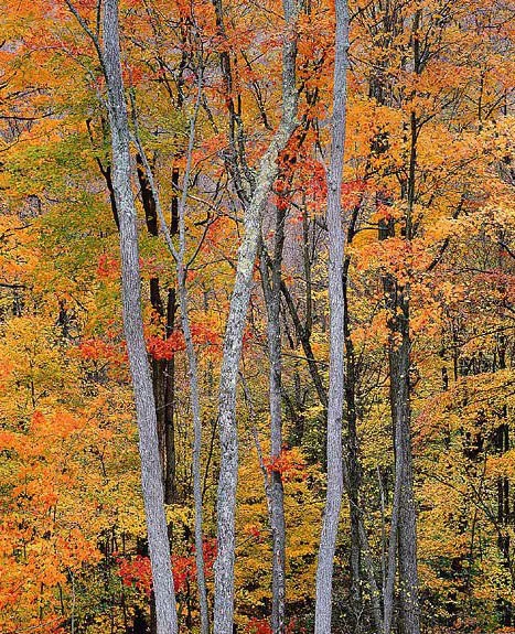 "Allegheny Autumn Forest"