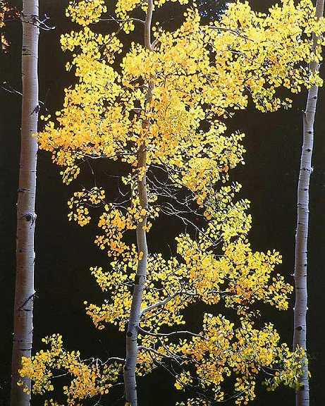 "Graceful Aspen"