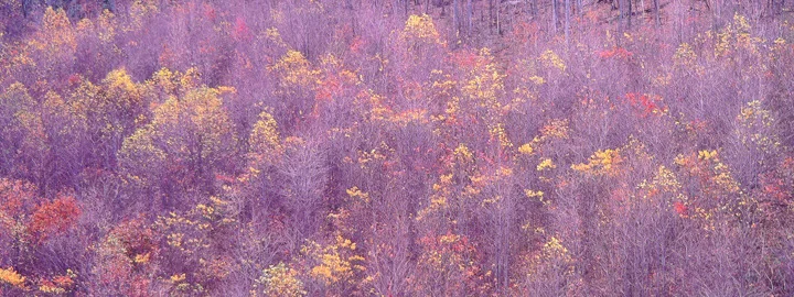 "Appalachian Embers"