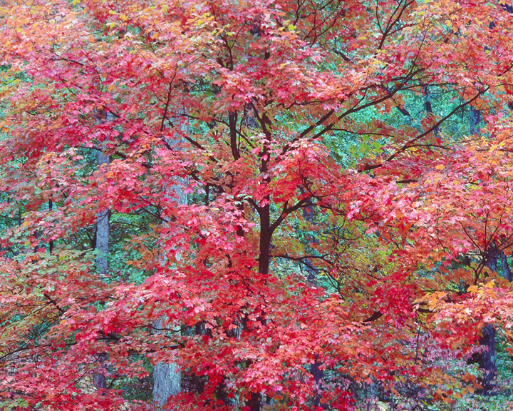 "Cerise Red Maple"
