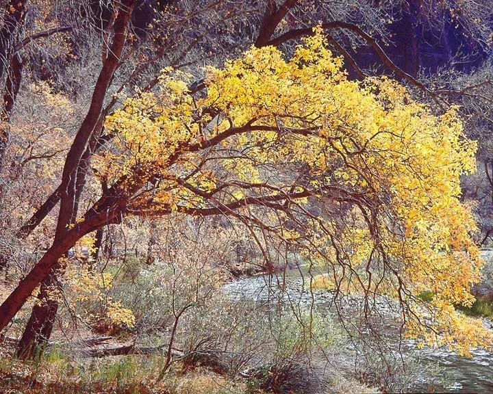"Golden River Cottonwood"