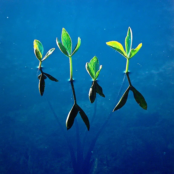 "Spring Waterplants"