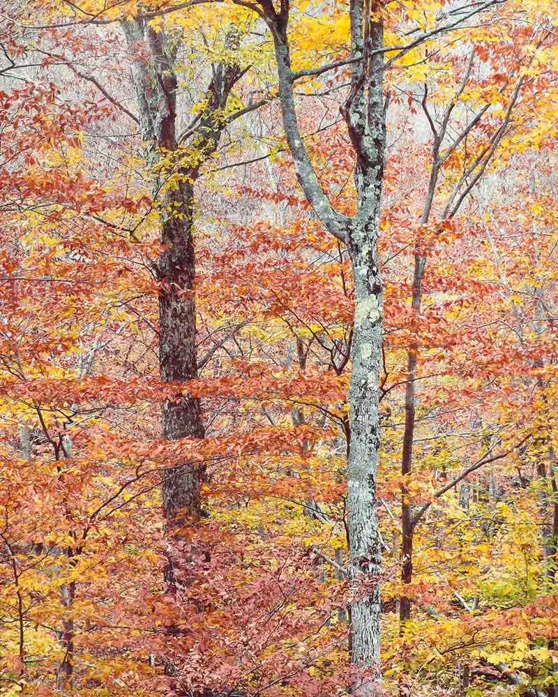 "Golden Forest"