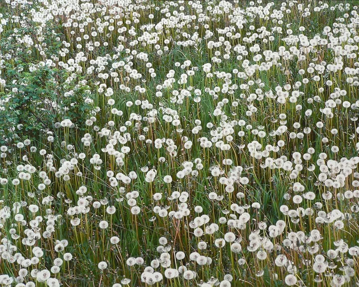 "Dandelion Field"