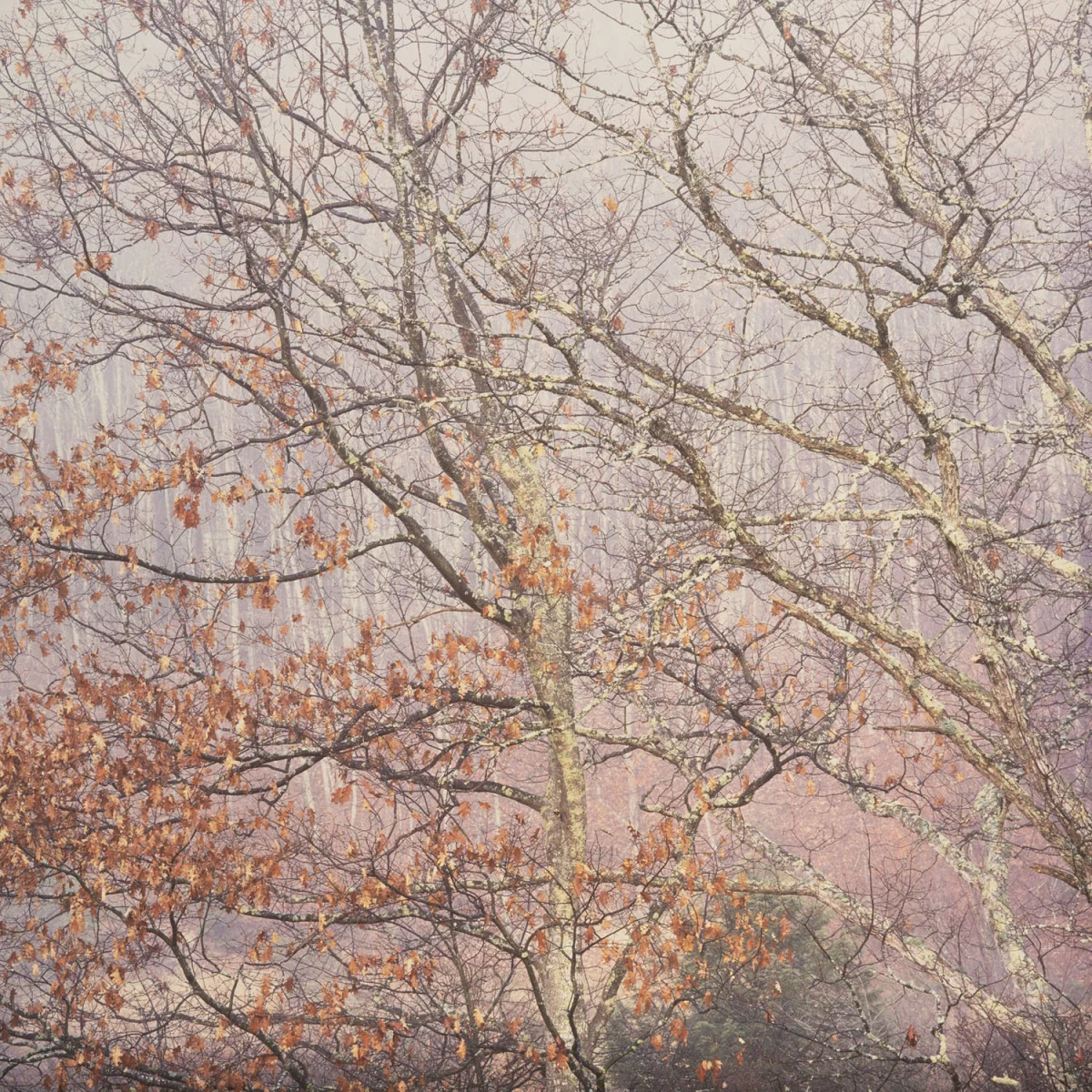 "Appalachian Mist"