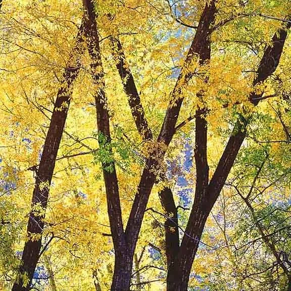 "Golden Cottonwoods"