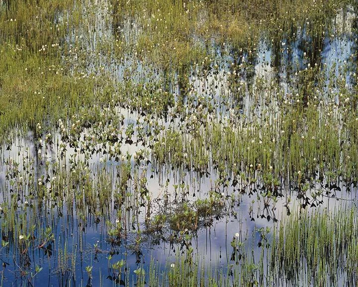 "Spring Pond and Reflections"