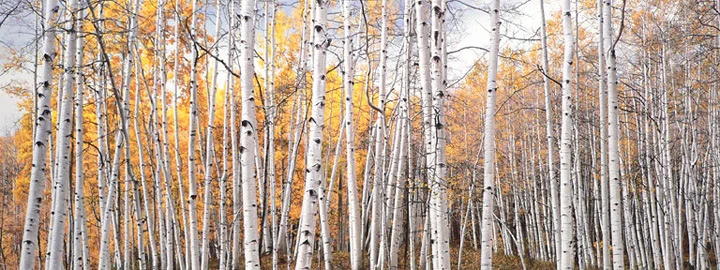 "Golden Aspen Glade"