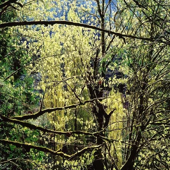 "Spring Maples and Poplars"