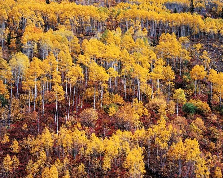 "Golden Aspen and Red Oak Mountainside"
