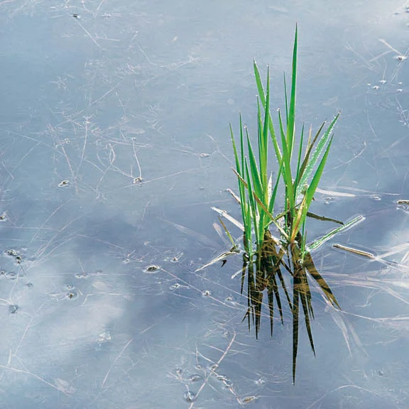 "Spring Grass and Rainpool"