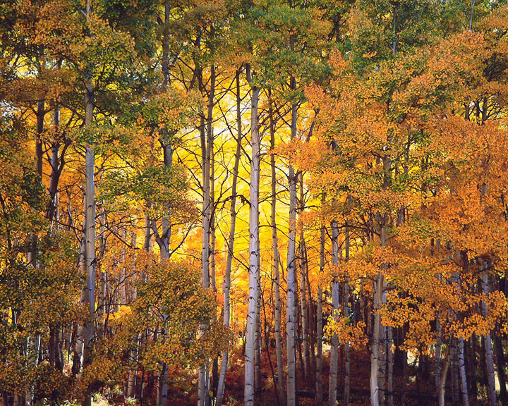 "Forest Light"