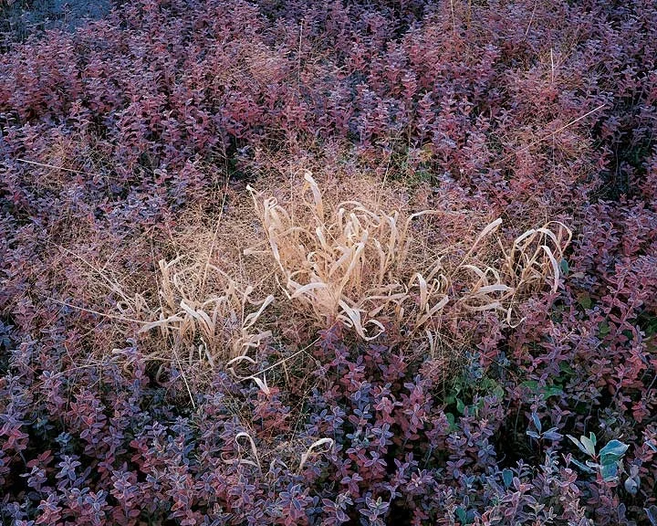 "Frosted Grass and Lavender Blueberry"
