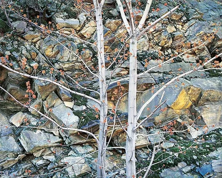 "Silver Maple and Rock Wall"