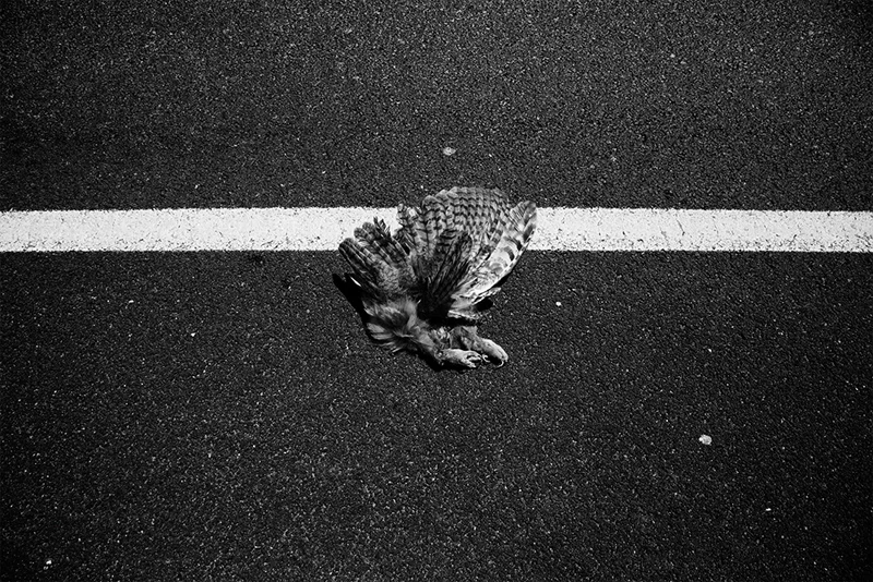 Kegan Snyder "Hawk" B&W photograph 12" x 18"